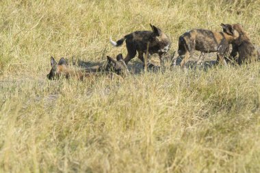 Afrikalı hyaena / hyaena croaena crocuta croena