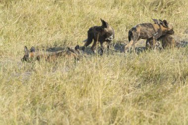 dog in the savannah of kenya