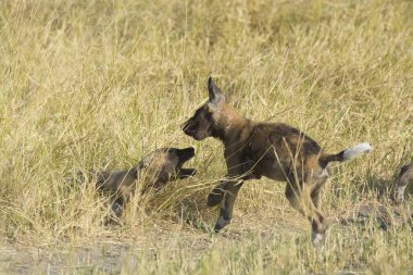 Sahada oynayan genç bir Afrikalı köpeğin yakın plan fotoğrafı.