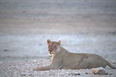 Çöldeki beyaz aslan