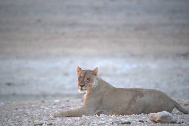 Afrika 'daki Kenya savanındaki beyaz aslan
