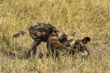 Afrika bozkırlarında oynayan vahşi köpekler.