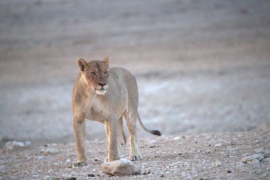 Çöldeki beyaz aslan