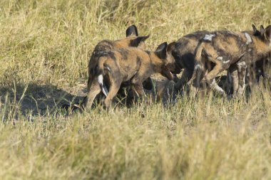 Bir grup genç sırtlan tarlada yürüyor..