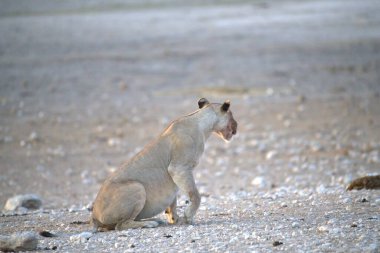 Maymun sevimli bir bebekle oynuyor.
