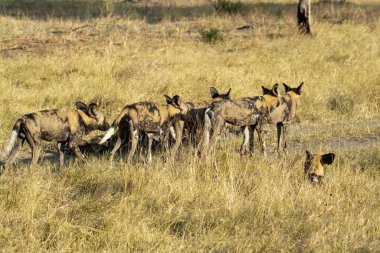 Sırtlan, croaena crocuta, crocuta cucrocuena, Güney Afrika, Güney Afrika, Kenya, 10
