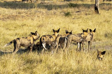 Vahşi doğada bir grup sırtlan.