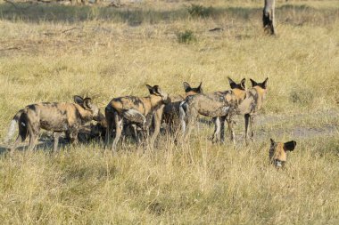 Kenya, savanda bir grup sırtlan.