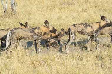 Savanadaki vahşi hayvanlar, Kenya