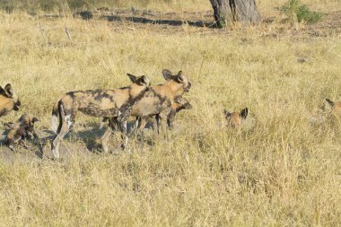 Güney Afrika 'daki otların arasında bir grup sırtlan köpeği.