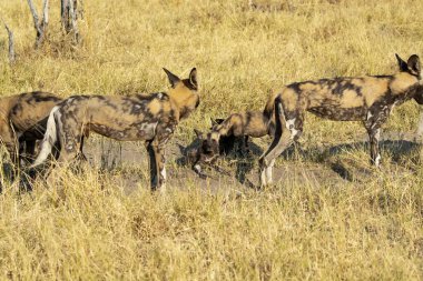 Afrika Vahşi Köpekleri Güney Afrika 'daki Kruger Ulusal Parkı' nda.