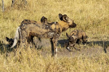 Afrika bozkırında vahşi bir köpek