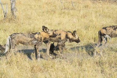 Hyaena, Güney Afrika