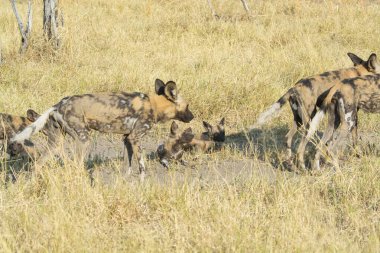 Kruger Ulusal Parkı 'ndaki sırtlan, Güney Afrika