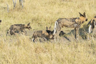 Bir grup vahşi köpek Kenya 'nın savanasında.