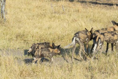 Otların arasında bir grup sırtlan.
