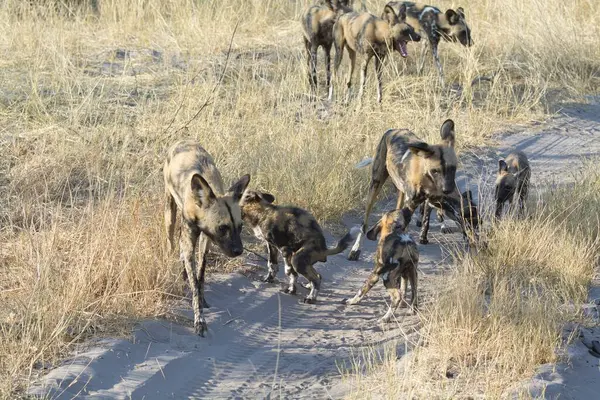 Bir grup köpek kumda yürüyor.