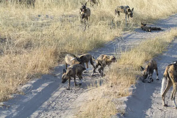 Afrika savanındaki kumların üzerinde vahşi bir köpek.