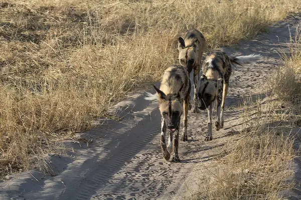 Parktaki bir grup vahşi köpek.
