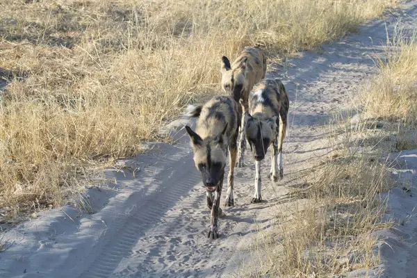 Kuzey Namibya 'da çölde çölde vahşi bir köpek.