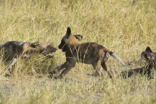 Afrika vahşi köpekleri bozkırda