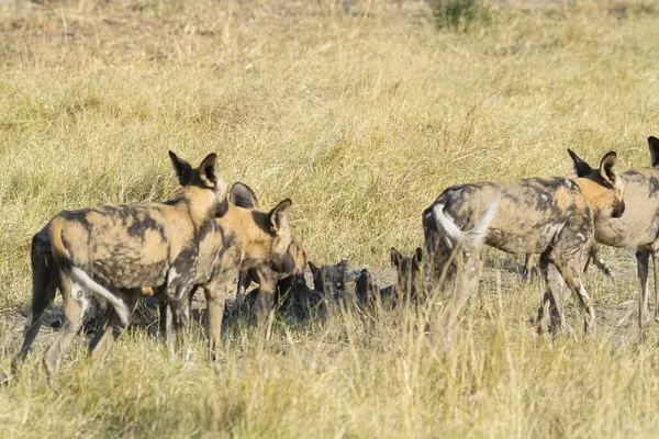 Sırtlan Güney Afrika