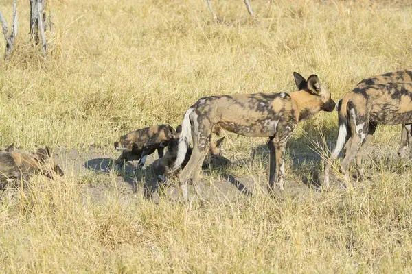 Güney Afrika 'daki Kruger Ulusal Parkı' nda bir grup vahşi sırtlan.