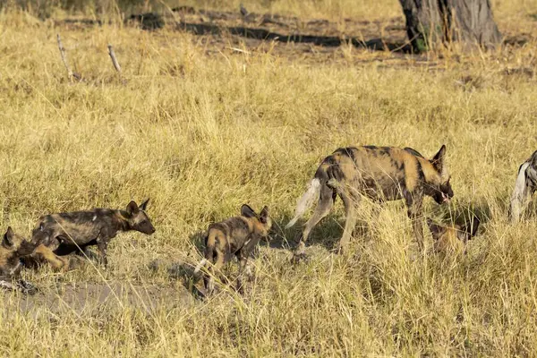 Çimlerde bir grup vahşi köpek