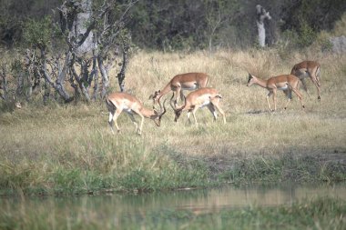 Ormanda bir geyik sürüsü