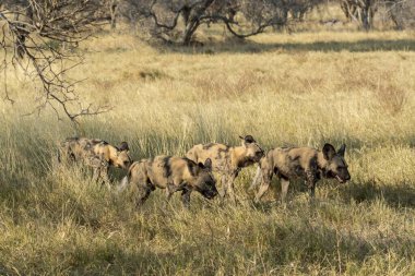 Kruger Park, Güney Afrika 'daki vahşi sırtlan.