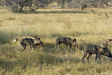 Vahşi sırtlan Botswana 'nın ulusal parkında
