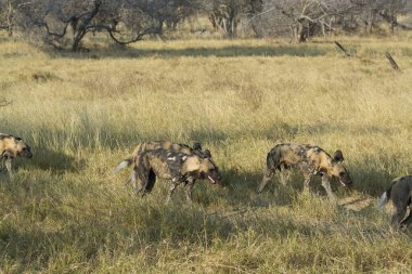 Bir grup vahşi vahşi vahşi vahşi Afrika 'da