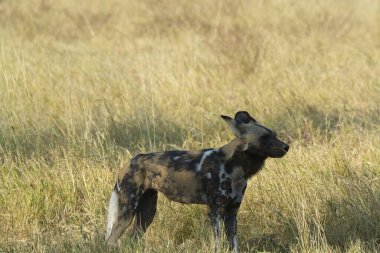 Otların arasında siyah bir kurt.