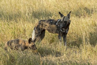 Afrika Vahşi Köpeği (Ceraena) Güney Afrika 'daki Kruger Ulusal Parkı' nda çimlerin üzerinde