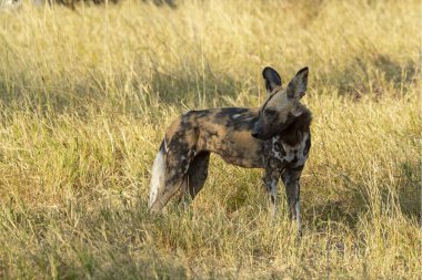 Otların arasında vahşi bir köpek