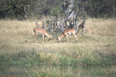 Afrika bozkırlarındaki Afrika savanasında vahşi hayvanlar.
