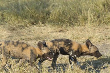 Afrika 'da bir yabandomuzu