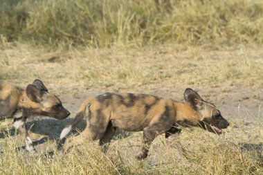 Doğada yavrusu olan sırtlan.