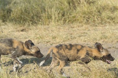 Afrika 'nın güneyindeki savanada vahşi köpekler oynuyor.