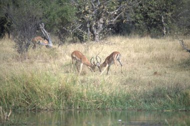 Sudaki bir grup hayvan.