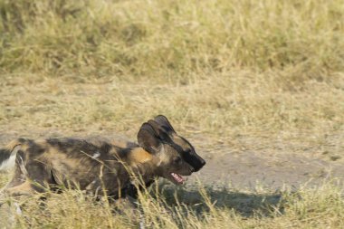 Otların arasında bir köpek