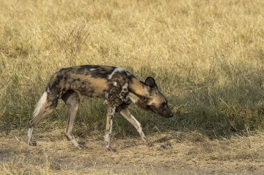 Benekli sırtlan, hycucuta crocuta, çimenlerde yürüyor..