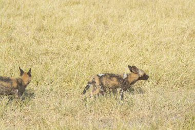 Çimlerde genç köpekler