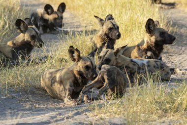 Kruger parkında vahşi köpekler