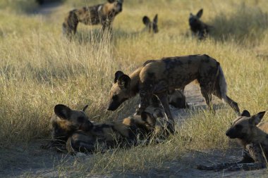 Vahşi doğadaki sırtlan ailesi