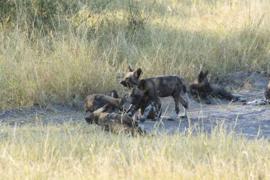 Güney Afrika 'daki Kruger Ulusal Parkı' nda siyah sırtlan.