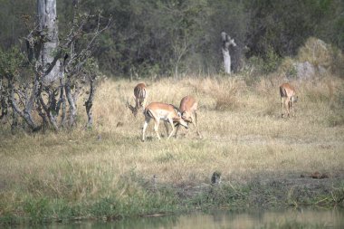 Afrika savanındaki vahşi hayvanlar.