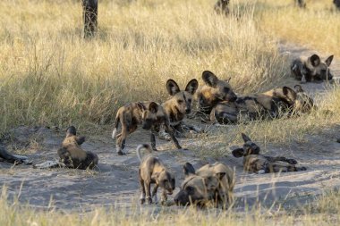 Vahşi doğada sırtlan, Güney Afrika