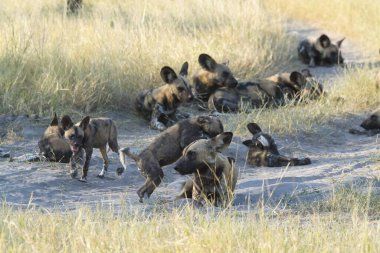 Sırtlan Kruger Ulusal Parkı, Güney Afrika