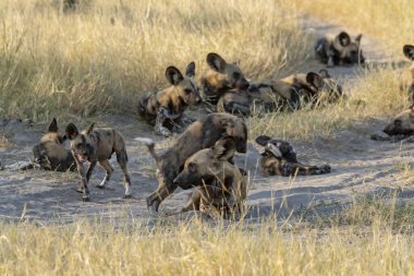 Kenya bozkırında bir grup sırtlan.